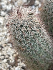 Echinocereus sciurus