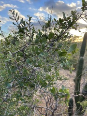 Diospyros intricata