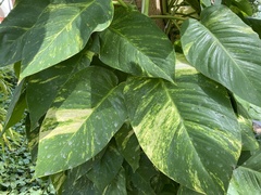 Epipremnum aureum