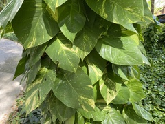 Epipremnum aureum