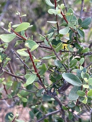 Diospyros intricata