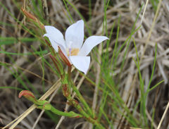 Prismatocarpus campanuloides