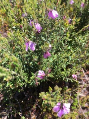 Tetratheca labillardierei