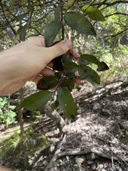 Diospyros sandwicensis