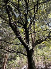 Diospyros sandwicensis