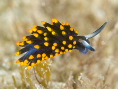 Stiliger aureomarginatus