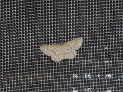 Catoria sublavaria