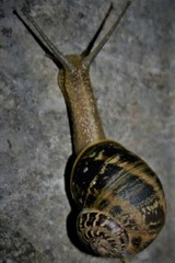 Cornu aspersum