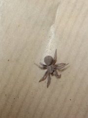 Cryptothele sundaica