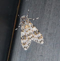 Eucereon myrina