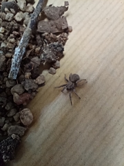 Cryptothele sundaica