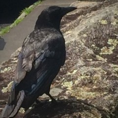 Corvus brachyrhynchos