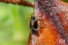 Chionomus quadrispinosus