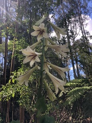 Cardiocrinum