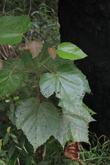 Commersonia bartramia