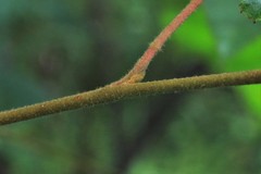 Commersonia bartramia