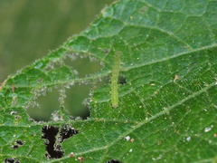 Xanthodes transversa