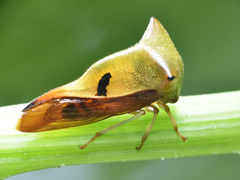 Hyphinoe