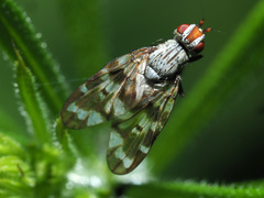 Otites guttata
