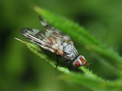 Otites guttata