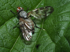 Otites guttata