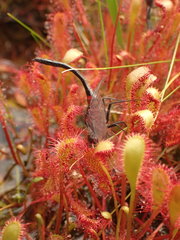 Leucorrhinia glacialis