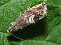 Grapholita discretana