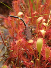 Leucorrhinia glacialis
