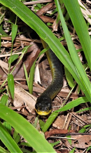 Common Tree Snake sighting