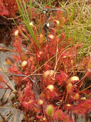 Leucorrhinia glacialis