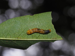 Dysaethria flavistriga