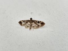 Rhimphaliodes macrostigma