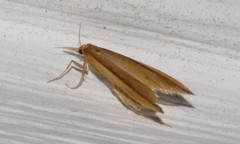 Donacaula albicostellus