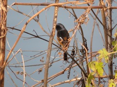 Phoenicurus auroreus
