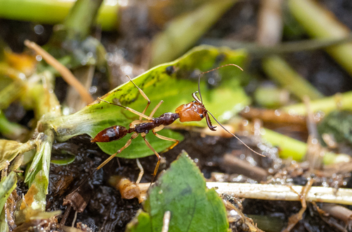 班氏大齿猛蚁Odontomachus banksi