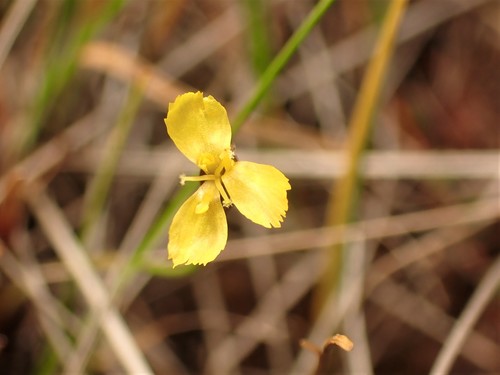 Image of Xyris montana by (c) Louis Imbeau, some rights reserved (CC BY)