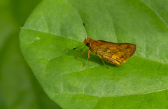 Taractrocera luzonensis