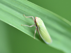 Draeculacephala soluta