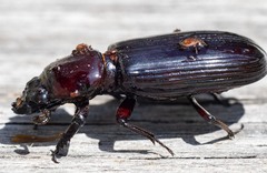 Pharochilus rugiceps