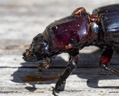 Pharochilus rugiceps