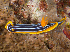 Chromodoris kuiteri