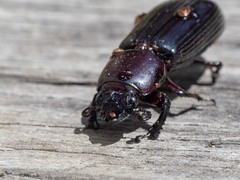 Pharochilus rugiceps