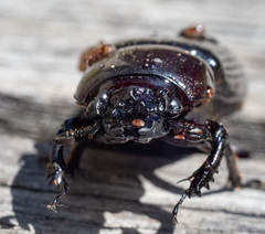 Pharochilus rugiceps