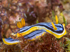 Chromodoris elisabethina