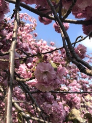 Prunus rosea