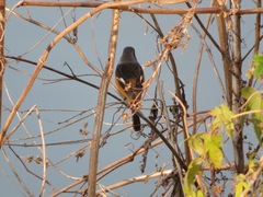 Phoenicurus auroreus