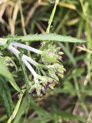 Senecio glomeratus longifructus