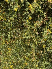 Acmispon junceus junceus