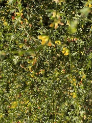 Acmispon junceus junceus