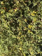 Acmispon junceus junceus